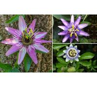 Various Varieties Passion Flower Collection Potted Plants: Caerulea/One
