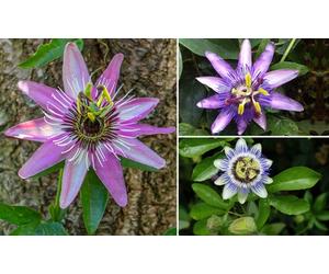 Various Varieties Passion Flower Collection Potted Plants: Caerulea/One