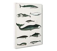 Various Whales By Oliver Goldsmith Canvas Print | Gallery Wrapped 30mm Frame Wall Art | 30x20 inches | Ready to Hang | Retro Animal Picture | Living Room Bedroom Lounge Office