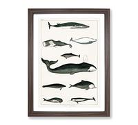 Various Whales By Oliver Goldsmith Vintage Framed Print | A2 Walnut Framed Wall Art | Ready to Hang | Classic Animal Picture | Living Room Bedroom Lounge Office