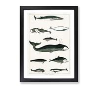 Various Whales By Oliver Goldsmith Vintage Framed Print | A4 Black Framed Wall Art | Ready to Hang | Classic Animal Picture | Living Room Bedroom Lounge Office