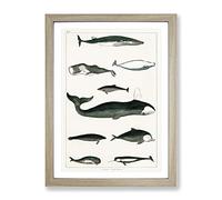 Various Whales By Oliver Goldsmith Vintage Framed Print | A4 Oak Framed Wall Art | Ready to Hang | Classic Animal Picture | Living Room Bedroom Lounge Office