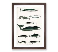 Various Whales XXX by Oliver Goldsmith Framed Print | A2 Walnut Framed Wall Art | Ready to Hang | Modern Animal Picture | Living Room Bedroom Lounge Office