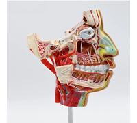 Vascular and Nervous System Model of Human Head, Anatomical Median Sagittal Section with Upper and Lower Jaw; Detailed Educational Anatomy Model for Study