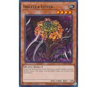 VASM-EN052 Ibicella Lutea