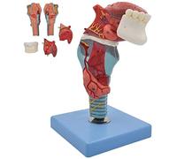 VAYEODEYU Human Anatomy Model， Human Throat Larynx Tongue Teeth Anatomical Model 5-Part Removable 55 Digital Indicators Science Classroom PVC