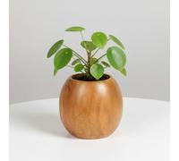 Vayu Earth Hand-Turned Acacia Wood Plant Pot - 9cm Spherical Indoor Planter for Succulents and Small Plants - Eco-Friendly, Artisan Crafted Decorative Wooden Pot 9 x 9 x 9cm / Natural