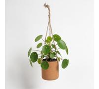 Vayu Earth Natural Cork Hanging Planter - Eco-Friendly, Waterproof, Lightweight and Handcrafted for Indoor Plants and Sustainable Home Décor 12 x 12 x 13cm / Natural
