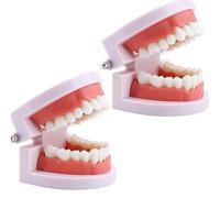 Vctitil 2pcs Standard Tooth Models Meat Powder Gums Oral Education Teaching Learning Brushing Models (28 Teeth)