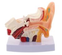 Veemoon 1.5X Human Ear Anatomy Model: Outer Middle Inner Ear Structure