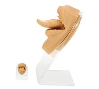 Veemoon 1Set Flexible Fake Face Tongue Model for Piercing Practice with Stand Realistic Jewelry Display and Simulation Tool for Skill Development and Photography