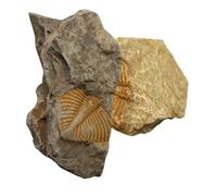 Veemoon 2pcs Trilobite Paleontology Simulation Model Specimens for Educational Purposes, Develop Creativity and Enrich Knowledge, Science Teaching Props