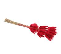 Veemoon 60pcs Dried Bunny Tails Pampas Grass Red Dried Flowers for Home Decor and DIY Arrangements, Easy to Store and Maintain Appearance, for Living Room Decoration Seasons