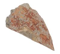 Veemoon Authentic Fern Specimen Stone for Collection, Elegant Plant Leaf Remnant Decoration in Stone Material, Maintains Intricate Textures and Colours, for History Museum Display Or Home