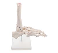 Veemoon Human Foot Joint Model Pvc Skeleton Anatomy Foot Bone and Ankle Structure without Ligament for Study Classroom Teaching