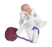 Veemoon Medical Teaching Pelvis Female Pelvis Model with Fetus and Placenta Simulator for Prenatal Education and Midwifery Training in Clinical Settings
