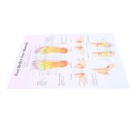 Veemoon Reflexology Chart Foot Wall Art Poster Made of Stain-Resistant Canvas, for Home or Classroom Use, Featuring Detailed Foot Reflexology Charts for Schools and Health Care