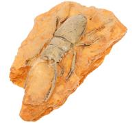 Veemoon Resin Paleontological Specimen Ornament Insect for Science Teaching