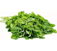 Veena's Fresh Drumstick Leaves - 2 Bunches Moringa Murungai Keerai Oleifera Perfect for Vegans Indian Origin