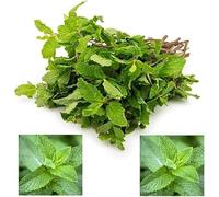 Veena's Fresh Mint Leaf Single Bunch Herb Vegetarian Mint Leaves Indian Origin