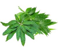 Veena's Neem and Mango Leaves Combo Approx 200G Total Weight Green Herbal Leaves Cosmetic Pooja Uses Indian Origin