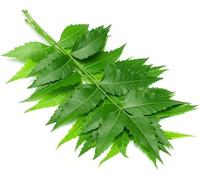Veena's Neem Leaves Green Neem Leaf Healthy Cosmetic Benefits Herbal Leaves Indian Origin Approx 400G