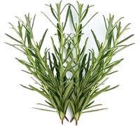 Veena's Rosemary 1 Bunch Fresh Leaves Aromatic Cooking Herb Indian Origin Bay Leaf