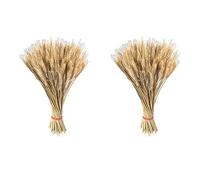 Veeteah 200 Dried Wheat Sheaves Bundle dried wheat stems dried wheat stalks Wheat Grain Flowers Fall Arrangement For Craft Home Table Wedding