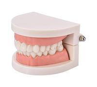 Veeteah Standard Teeth Model Model Brushing Flossing Practice Teeth Typodonts Mode Gingiva Visible Anatomic Demonstration Teaching Studying Standard Size