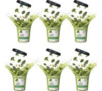 Vegan Soup Super Green Tub - Healthy Broccoli, Kale, Avocado, Cauliflower, Spinach & Turmeric - Nutritious, Fresh & Delicious Soup To-Go (6 x Tub, Green Soup)