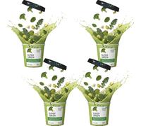 Vegan Soup Super Green Tub - Healthy Broccoli, Kale, Avocado, Cauliflower, Spinach & Turmeric - Nutritious, Fresh & Delicious Soup To-Go (4 x Tub, Green Soup)