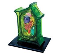 Vegetable Anatomical Model - Biological Model of Cell Anatomy and Plant Organs, Detachable Scientific Model for Education and Didactic Material