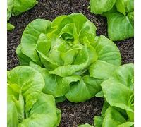 Vegetable - Lettuce - All Year Round Butterhead Salad Lettuce x 1700 First Class