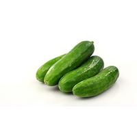 Vegetable Plants, Cucumber 'Petita', 4 x Full Plant Pack, 9cm Pots, Cucumber Plants, Mini Cucumbers, Garden Vegetables, Cucumbers, Garden Ready, Premium Quality Veg