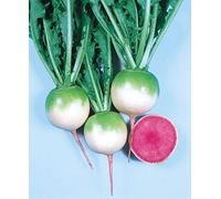 Vegetale - Ravanello - Red Meat - 20g - Bulk