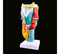 Veipho 2X Enlarged Human Throat Model - Anatomically Accurate Human Larynx 3D Anatomy Model with Detachable 5 Parts, Base & Numbered Manual for Education, Science Classroom Teaching and Study Display