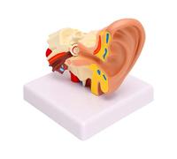VELATEMOR Ear Model, 1.5X Enlarged Structure