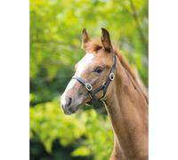 Velociti GARA Adjustable Leather Headcollar Black - Havana - Baby 2