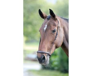 Velociti GARA Drop Noseband Havana - Pony