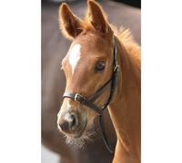 Shire Leather Foal Slip Blenheim – Havana Brown – Foal