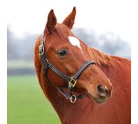 Velociti Lusso Girona Leather Headcollar - Pony · Havana