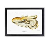 Velodona Octopus by Carl Chun Framed Print | A2 Black Framed Wall Art | Ready to Hang | Modern Animal Picture | Living Room Bedroom Lounge Office