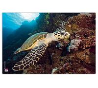 VELOFLEX 4651097 - Desk Mat Tortoise 40 x 60 cm Non-Slip Washable with Transparent Anti-Reflective Protective Film Desk Pad Painting Mat Craft Mat 1 Piece