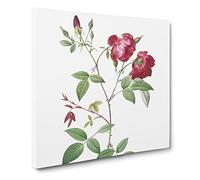 Velvet China Rose in Pink by Pierre Joseph Redoute Canvas Print | Gallery Wrapped 30mm Frame Wall Art | 14x14 inches | Ready to Hang | Retro Floral Picture | Living Room Bedroom Lounge Office