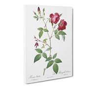 Velvet China Rose In Pink By Pierre Joseph Redoute Canvas Print | Gallery Wrapped 30mm Frame Wall Art | 24x16 inches | Ready to Hang | Retro Floral Picture | Living Room Bedroom Lounge Office