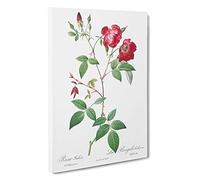 Velvet China Rose in Pink by Pierre-Joseph Redoute Canvas Print | Gallery Wrapped 30mm Frame Wall Art | 30x20 inches | Ready to Hang | Modern Floral Picture | Living Room Bedroom Lounge Office