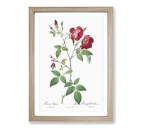 Velvet China Rose in Pink by Pierre-Joseph Redoute Framed Print | A2 Oak Framed Wall Art | Ready to Hang | Modern Floral Picture | Living Room Bedroom Lounge Office