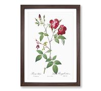 Velvet China Rose in Pink by Pierre-Joseph Redoute Framed Print | A2 Walnut Framed Wall Art | Ready to Hang | Modern Floral Picture | Living Room Bedroom Lounge Office