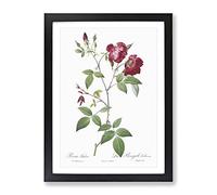Velvet China Rose In Pink By Pierre Joseph Redoute Vintage Framed Print | A2 Black Framed Wall Art | Ready to Hang | Classic Floral Picture | Living Room Bedroom Lounge Office