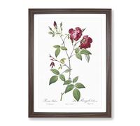 Velvet China Rose In Pink By Pierre Joseph Redoute Vintage Framed Print | A4 Walnut Framed Wall Art | Ready to Hang | Classic Floral Picture | Living Room Bedroom Lounge Office